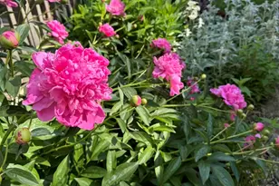 17W435 Concord Pl, Darien, IL 60561 - Photo 32