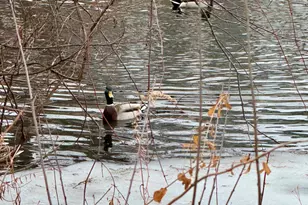 2412 Pepper Tree Ct, Lisle, IL 60532 - Photo 42