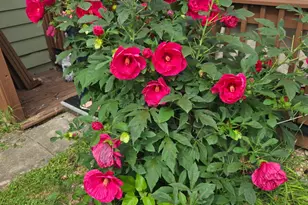 220 N Locust St, Wapella, IL 61777 - Photo 36