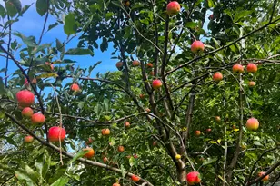 1045 Browning Ln, Lake Zurich, IL 60047 - Photo 42