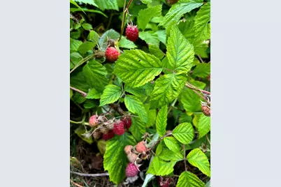 1045 Browning Lane, Lake Zurich, IL 60047 - Photo 46