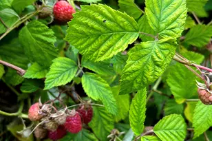 1045 Browning Ln, Lake Zurich, IL 60047 - Photo 46