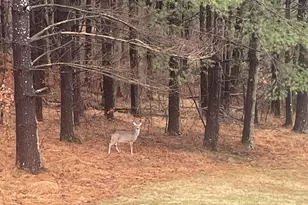 3085 Kaolin Rd, Cobden, IL 62920 - Photo 56