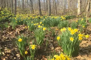 3085 Kaolin Rd, Cobden, IL 62920 - Photo 60