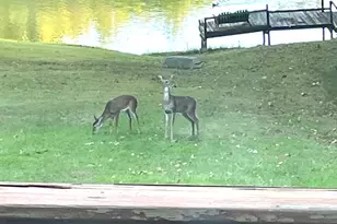 3085 Kaolin Rd, Cobden, IL 62920 - Photo 54