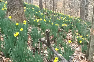 3085 Kaolin Rd, Cobden, IL 62920 - Photo 66