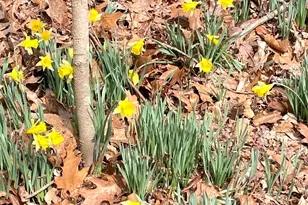 3085 Kaolin Rd, Cobden, IL 62920 - Photo 72