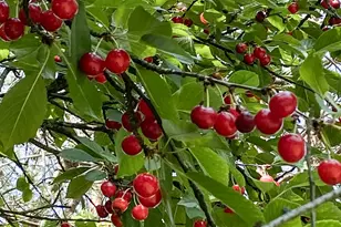 8106 Maple St, Marengo, IL 60152 - Photo 40