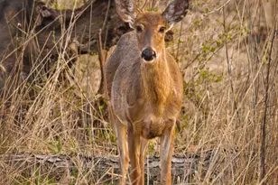 374 White Oak Ln, Lake Barrington, IL 60010 - Photo 42