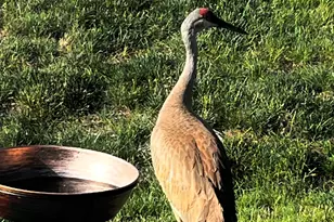 1173 Sonoma Ct, Pingree Grove, IL 60140 - Photo 28