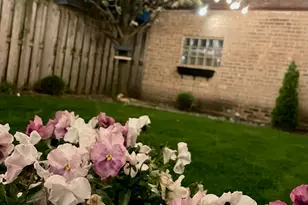 3764 N Oleander Ave, Chicago, IL 60634 - Photo 18