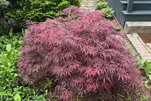 1351 Scott Ave, Winnetka, IL 60093 - Photo 40