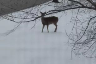 12597 Oak Grove Dr, Huntley, IL 60142 - Photo 26