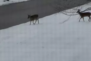 12597 Oak Grove Dr, Huntley, IL 60142 - Photo 22