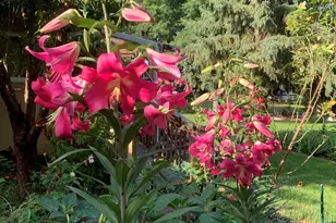 10N836 Maple St, Elgin, IL 60123 - Photo 34