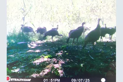 4763 State Route 127 Highway N, Cobden, IL 62920 - Photo 36