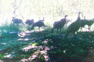 4763 State Route 127 Hwy N, Cobden, IL 62920 - Photo 36