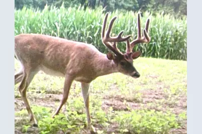 4763 State Route 127 Highway N, Cobden, IL 62920 - Photo 40