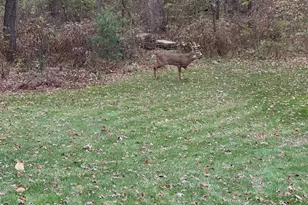 4N609 Pheasant Run Dr, Saint Charles, IL 60175 - Photo 40