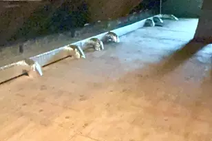 1633 W 38th St, Chicago, IL 60609 - Photo 24