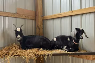 4239 Seven Hills Rd, Odin, IL 62870 - Photo 56