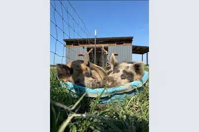 4239 Seven Hills Road, Odin, IL 62870 - Photo 48