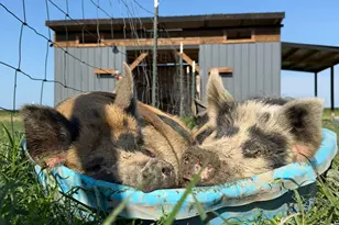 4239 Seven Hills Rd, Odin, IL 62870 - Photo 48