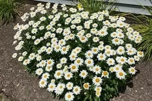 21249 Lily Lake Ln, Crest Hill, IL 60403 - Photo 38