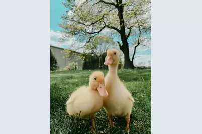 [Address not provided], West Chicago, IL 60185 - Photo 40