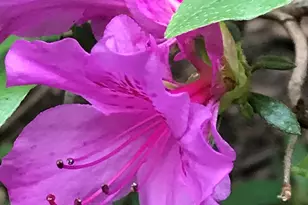 31 Roosevelt St, Saint Charles, IL 60174 - Photo 42