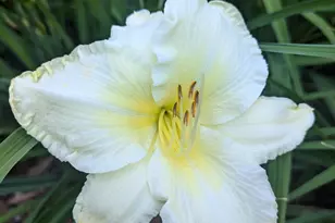 915 Willow Ln, Sleepy Hollow, IL 60118 - Photo 58