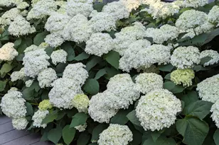 28360 Heritage Oak Rd, Barrington, IL 60010 - Photo 96