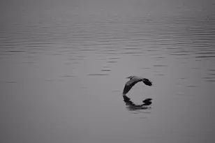 4713 E Lake Shore Dr, Wonder Lake, IL 60097 - Photo 36