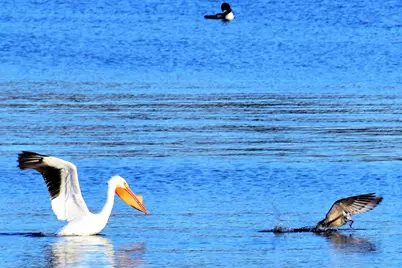 4713 E Lake Shore Drive, Wonder Lake, IL 60097 - Photo 40