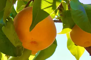 5170 Scott Cir, Lisle, IL 60532 - Photo 38