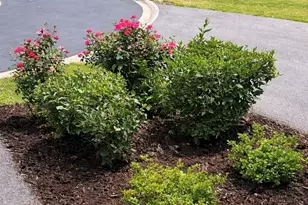 21889 W Talia Ln, Deer Park, IL 60010 - Photo 34