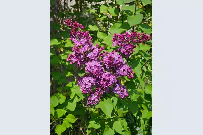 4 Athens Court, Vernon Hills, IL 60061 - Photo 34