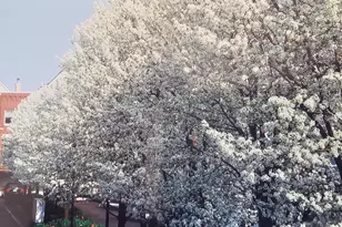 2835 N Wolcott Ave, Chicago, IL 60657 - Photo 26