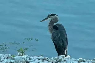 0N132 Ennerdale Ln, Winfield, IL 60190 - Photo 30