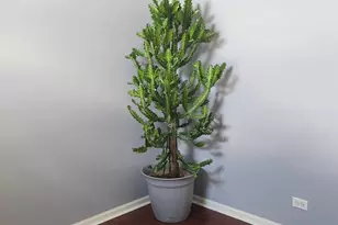 27W736 N Meadowview Dr, Winfield, IL 60190 - Photo 28