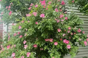 202 Mill St, Batavia, IL 60510 - Photo 46