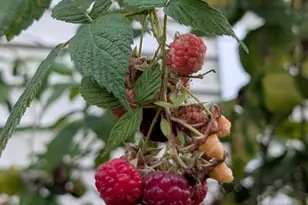 2103 Windcrest Ln, Joliet, IL 60431 - Photo 30