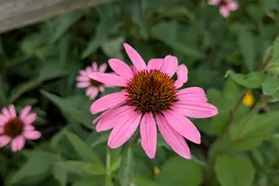 2103 Windcrest Ln, Joliet, IL 60431 - Photo 30