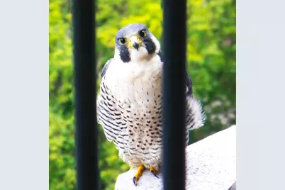 400 E Randolph Street #2307, Chicago, IL 60601 - Photo 44