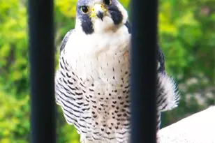 400 E Randolph St, Chicago, IL 60601 - Photo 44