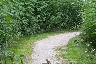 1347 Wild Indigo Rd, Grayslake, IL 60030 - Photo 44