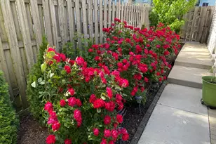 3028 W Eastwood Ave, Chicago, IL 60625 - Photo 18