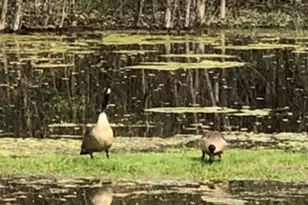 15058 W 147th St, Homer Glen, IL 60491 - Photo 58