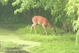 15058 W 147th St, Homer Glen, IL 60491 - Photo 52