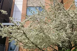 1350 W Diversey Pkwy, Chicago, IL 60614 - Photo 1